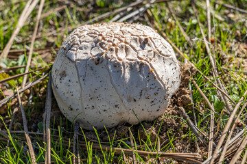 Calvatia booniana, commonly known as the western giant puffball, is a species of puffball mushroom. Mt Woodson Rd, Ramona, San Diego County, California.