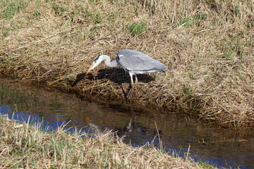 Grey heron (Ardea cinerea) standing near a ditch looking for prey. Near  the Dutch village of...