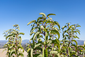 Malosma is a plant genus which contains only a single species, Malosma laurina, with the common names laurel sumac and lentisco (Spanish). Mount Woodson Rd, San Diego County, California