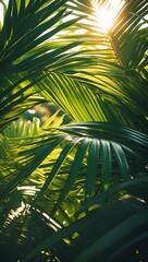 Fototapeta premium Green palm leaves close up. Sunlight shines through lush plant. Bright light illuminates tropical foliage. Dark shadow under vivid leaf.