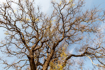 Majestic tree branches reaching towards the blue sky on a sunny autumn day in a quiet park