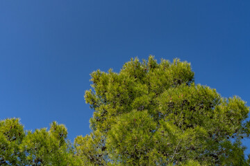 Pinus halepensis, commonly known as the Aleppo pine, also known as the Jerusalem pine, is a pine native to the Mediterranean region. Mount Woodson Rd, San Diego County, California