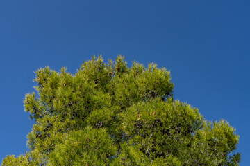 Pinus halepensis, commonly known as the Aleppo pine, also known as the Jerusalem pine, is a pine native to the Mediterranean region. Mount Woodson Rd, San Diego County, California