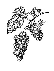 Obraz premium Vector engraved illustration of grapevine with clusters of grapes and leaves set against a plain background