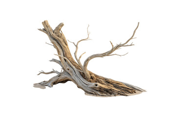 Fototapeta premium A striking piece of weathered driftwood with gnarled, intertwining branches, resembling nature’s sculptural masterpiece, shaped by time and the elements, isolated on a transparent background