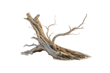 A striking piece of weathered driftwood with gnarled, intertwining branches, resembling nature’s sculptural masterpiece, shaped by time and the elements, isolated on a transparent background
