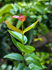 Red shoots or red shoot leaves (Syzygium myrtifolium), are a type of plant known as an ornamental plant that comes from the genus Syzygium, family Myrtaceae.