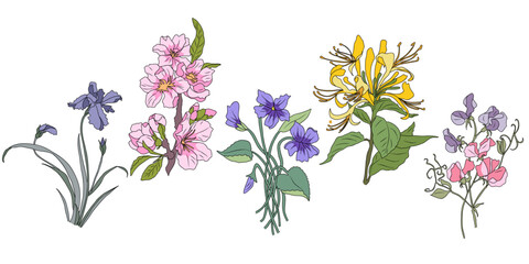 Obraz premium Set of hand drawn floral design elements, gorgeous Wild and garden birth month flowers with leaves. Modern vector botanical line art colored illustrations isolated