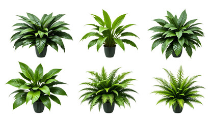 Collection Lush green tropical plants bush (monstera, palm, rubber plant, pine and fern) isolated on png