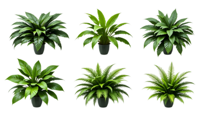 Collection Lush green tropical plants bush (monstera, palm, rubber plant, pine and fern) isolated on png