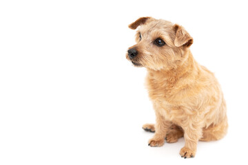 Norfolk Terrier Dog isolated on white background
