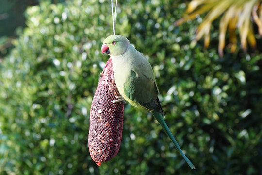 Ring-necked parakeet, rose-ringed parakeet (Psittacula krameri). Net with sunflower seeds, peanuts. Winter. Blurred Japanese spindle, Euonymus japonicus on the background. Dutch garden. January, 