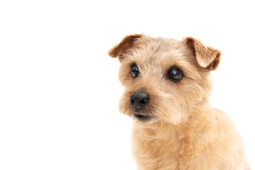 Norfolk Terrier Dog isolated on white background