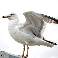 Obraz premium Profile shot of a seagull with vibrant eyes and detailed feathers, standing on a bright white background