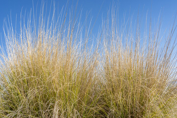 Muhlenbergia rigens, commonly known as deergrass, is a warm season perennial bunchgrass. Mount...