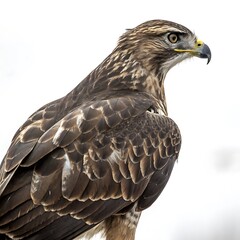 Obraz premium Majestic hawk perched in profile, showcasing its sharp beak, intense yellow eyes, and intricately patterned feathers against a white background