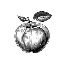 Engraved illustration of a detailed apple with leaves showcasing classic vector art style