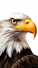 Fototapeta premium Detailed Close Up Portrait of Bald Eagle American Bird of Prey Animal Wildlife Nature Power Freedom