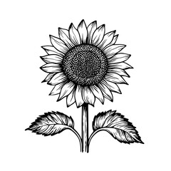 Fototapeta premium Engraved illustration of a sunflower showcasing detailed petals and leaves in a natural setting