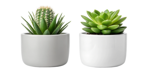 Two Different Style Mixed Cactus and Succulents on White, Diverse Succulent Collection, Cactus Display, PNG Transparent