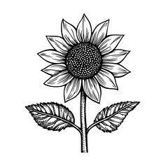 Fototapeta premium Engraved illustration of a sunflower with detailed petals and leaves, capturing its natural beauty and elegance in a classic style