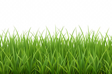 Obraz premium green grass on white background