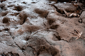 Textured earth and fallen oak leaf abstract natural background