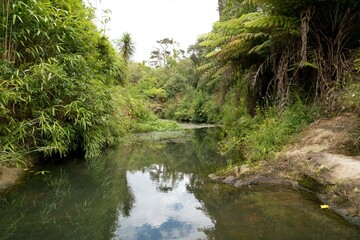 Scenic View of Oakley Creek with Flowing Water and Lush Greenery