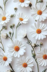White daisies with golden centers on white background  
