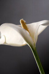 Fiore calla Zantedeschia still life