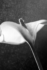 Fiore calla Zantedeschia still life