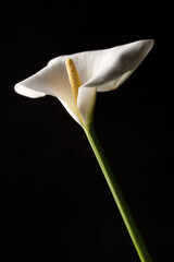 Fiore calla Zantedeschia still life