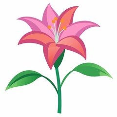 pink lily illustration on white background