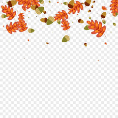 Golden Acorn Background Transparent Vector. Herb November Illustration. Orange Leaves. Elm Design. Brown Leaf Symbol.
