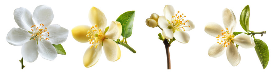 Beautiful Blooming Jasmine Flowers on White Background, PNG bundle collection, Isolated on Transparent Background