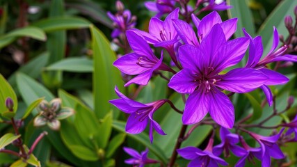 Obraz premium exotic purple flower blooms surrounded by vibrant leaves and stems, plant life, botanical photography, botanical