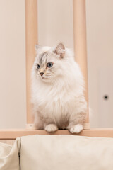 猫カフェMOCHAの白猫