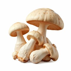 Cluster of White Fungi Mushrooms Fungi Spores and Gills from Botanical World Nature Inspired Still Life