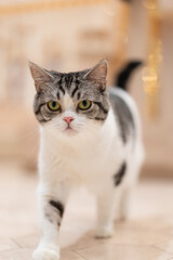 Obraz premium 猫カフェMOCHAを歩く猫