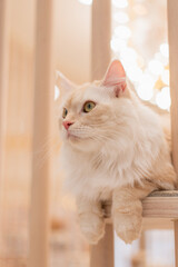 猫カフェMOCHAの白猫