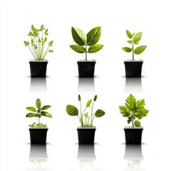 Obraz premium Fresh Green Seedlings in Pots on White Background for Gardening and Nature Themes