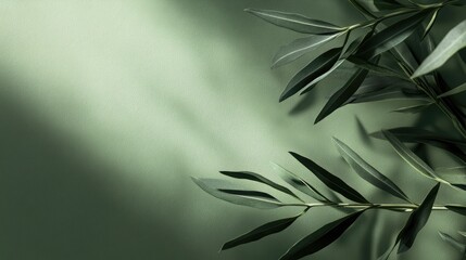 Elegant Olive Branch on Sage Green Background with Soft Light and Shadow
