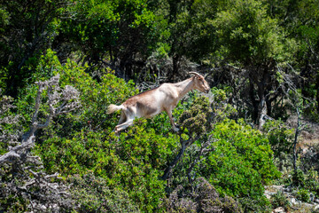 Obraz premium Acrobatical wild goat having lunch in the Mediterranean scrub.