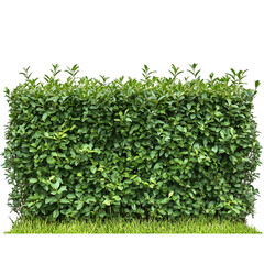 Fototapeta premium Vibrant green hedge trimmed neatly, isolated