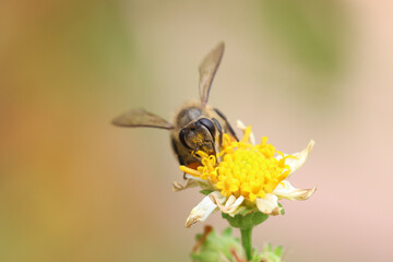 Worker bees are searching for nectar in wild flowers makes the pollen of flowers stick to the body. and helps in pollinating