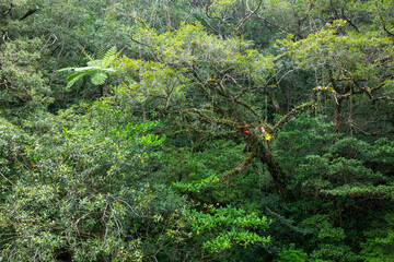 奄美大島の自然、世界自然遺産の森