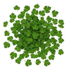 Coriander Leaf