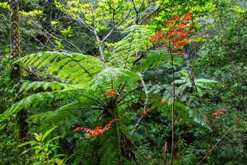 奄美大島の自然、世界自然遺産の森