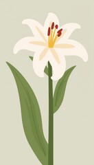 Fototapeta premium Elegant white lily in bloom against subtle background, natural beauty