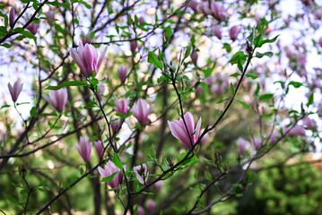 Floral background. Pink blooming magnolia in the botanical garden. Shallow depth of field, selective focus.